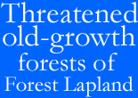 Threatened old-growth forests of Forest Lapland