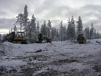 Finnish forestry: clearcut in old-growth forest. Photo (c) Olli Manninen 2006