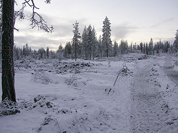 Finnish forestry: clearcut in old-growth forest. Photo (c) Olli Manninen 2006
