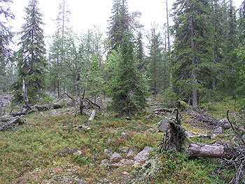 Intact old-growth forest in Jooseppitunturi, Finnish Lapland. Photo (c) Olli Manninen 2004
