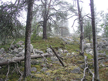 Intact old-growth forest in Jooseppitunturi, Finnish Lapland. Photo (c) Olli Manninen 2004