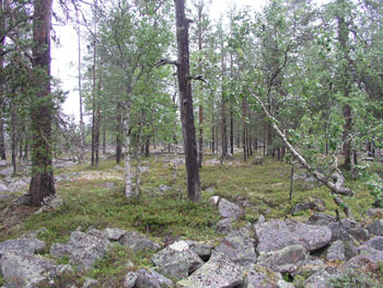 Suksenrovat, Jooseppitunturi, Savukoski - before logging (c) Olli Manninen