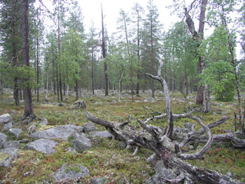 Suksenrovat, Jooseppitunturi, Savukoski - before logging (c) Olli Manninen