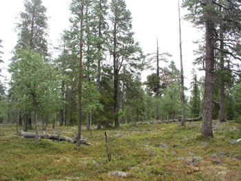 Suksenrovat, Jooseppitunturi, Savukoski - before logging (c) Olli Manninen