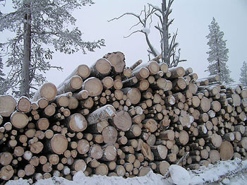 Hundreds of years old trees for Stora Enso