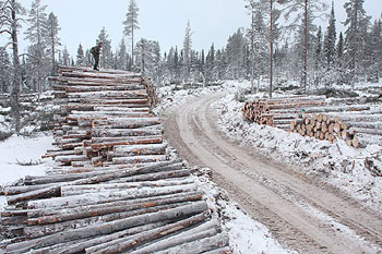 Ancient wood for Stora Enso paper production