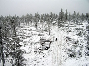 Clearcut in Intact old-growth forest for StoraEnso