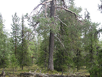 Intact old-growth forest in Painopää, Finnish Lapland. Photo (c) Olli Manninen 2004