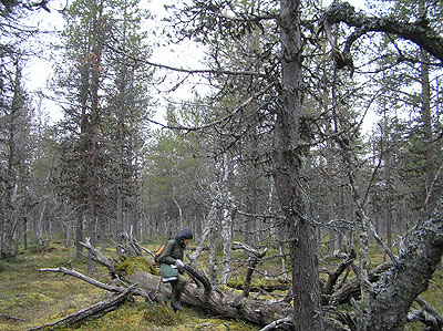 Clearcut in old-growth forest in Jooseppitunturi, 300 meters above the sea level.