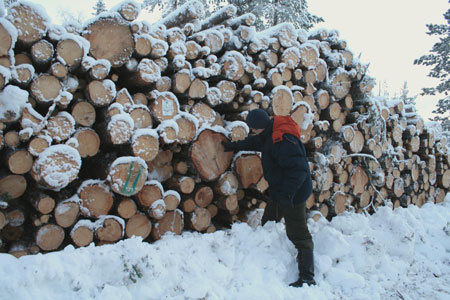Most of the wood logged from old-growth forests is destined for pulp and paper production. Log piles with hundreds of years old pines in Jooseppitunturi, December 2006.