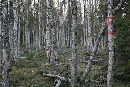 Clearcut in old-growth forest in Jooseppitunturi, 300 meters above the sea level.