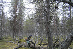 Pokka-Pulju wilderness old-growth forest marked for logging for Botnia pulp mill