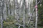 Forest in natural state in Peurakaira wilderness, marked for logging for Stora Enso